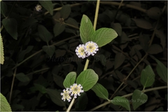 Lippia javanica